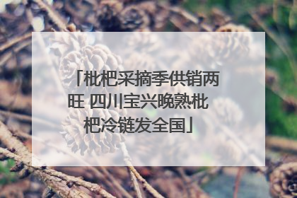 枇杷采摘季供销两旺 四川宝兴晚熟枇杷冷链发全国